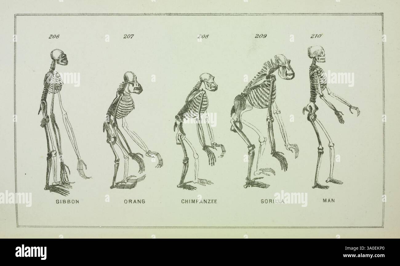 Evolution of Life, Philadelphia, 1873, l'illustrazione presenta una serie di forme scheletriche disposte in una progressione lineare, mostrando le somiglianze e le differenze evolutive tra varie specie di primati accanto a uno scheletro umano. Comprende le strutture scheletriche di un gibbone, di un orangutano, di uno scimpanzé, di un gorilla e di un uomo, ciascuna etichettata con i numeri corrispondenti. Questa rappresentazione visiva enfatizza le caratteristiche anatomiche e gli adattamenti di ogni specie, evidenziando le connessioni evolutive tra di esse. Il layout suggerisce un quadro concettuale di biologia evolutiva, illustrat Foto Stock