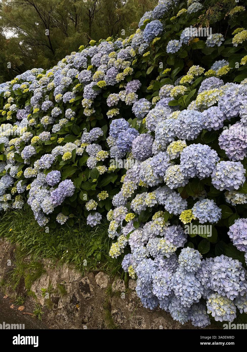 Una vivace e colorata esposizione di ortensie in graziose tonalità pastello migliora significativamente il paesaggio generale del giardino Foto Stock