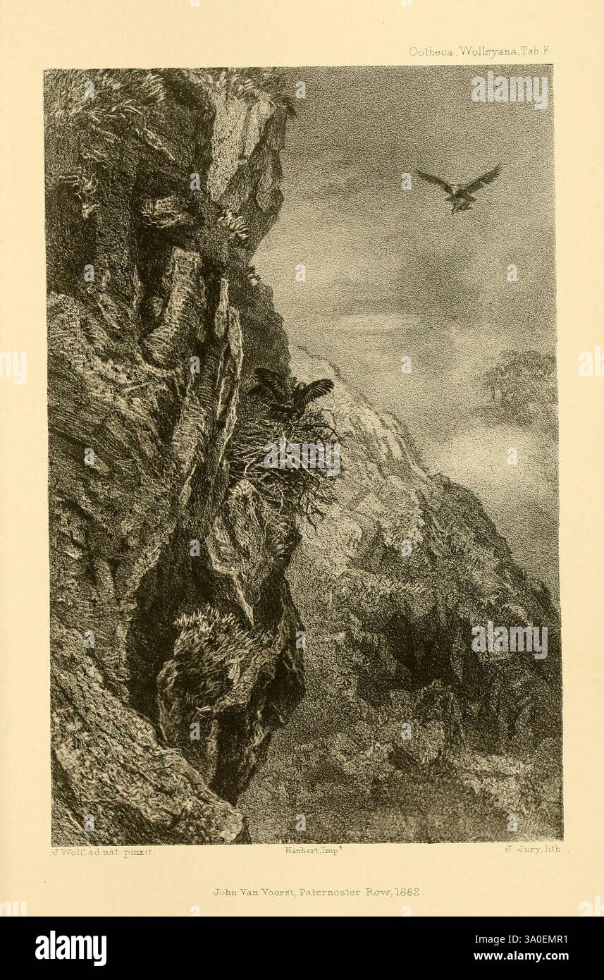 Ootheca Wolleyana London, venduta da R. H. Porter, 1864-1907. Uccelli, aquila d'oro, crisasetto dell'Aquila, la scena raffigura un suggestivo paesaggio montano caratterizzato da ripide scogliere frastagliate e aspre formazioni rocciose. Annidato tra le falesie, si può vedere un nido, che suggerisce un habitat per la fauna selvatica, probabilmente abitata da un uccello preda. Sopra, un'aquila maestosa vola attraverso il cielo, sottolineando l'altezza e la grandezza dell'ambiente naturale. La complessità delle texture rocciose contrasta con l'atmosfera morbida ed espansiva, catturando un momento di armonia tra la terra e il cielo. Il com. Complessivo Foto Stock