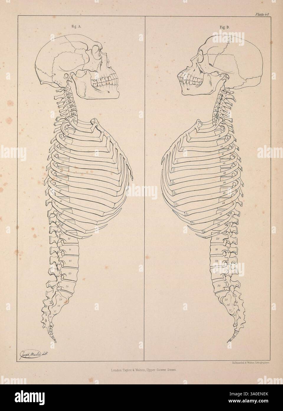 Comparative, osteology, London, Taylor and Walton, 1847, Bones, l'illustrazione presenta due rappresentazioni anatomiche dettagliate di uno scheletro umano visto lateralmente. Ogni figura mostra i componenti distinti della struttura scheletrica, tra cui il cranio, la gabbia toracica e la colonna vertebrale. Gli scheletri sono etichettati con sezioni numerate, evidenziando le singole ossa e le caratteristiche anatomiche. Questa rappresentazione educativa enfatizza la complessità dell'anatomia umana, fornendo informazioni sull'allineamento e la struttura del sistema scheletrico. L'opera d'arte è presentata in un ambiente pulito e tecnico Foto Stock