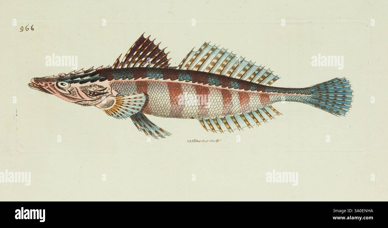 The Naturalist's miscellany, o figure colorate di oggetti naturali Londra, stampato per Nodder & Co, 1789-1813 animali, opere pittoriche, zoologia, musei, Victoria, un'intricata rappresentazione illustrata di un pesce, che mostra dettagli vividi e caratteristiche uniche. Il pesce presenta un corpo affusolato adornato da motivi distinti di strisce e scale che mostrano una gamma di colori. Le sue pinne sono elegantemente distribuite, evidenziando le loro forme e texture intricate. La testa del pesce è caratterizzata da caratteristiche facciali prominenti, tra cui grandi occhi espressivi e un'intricata disposizione del marki Foto Stock
