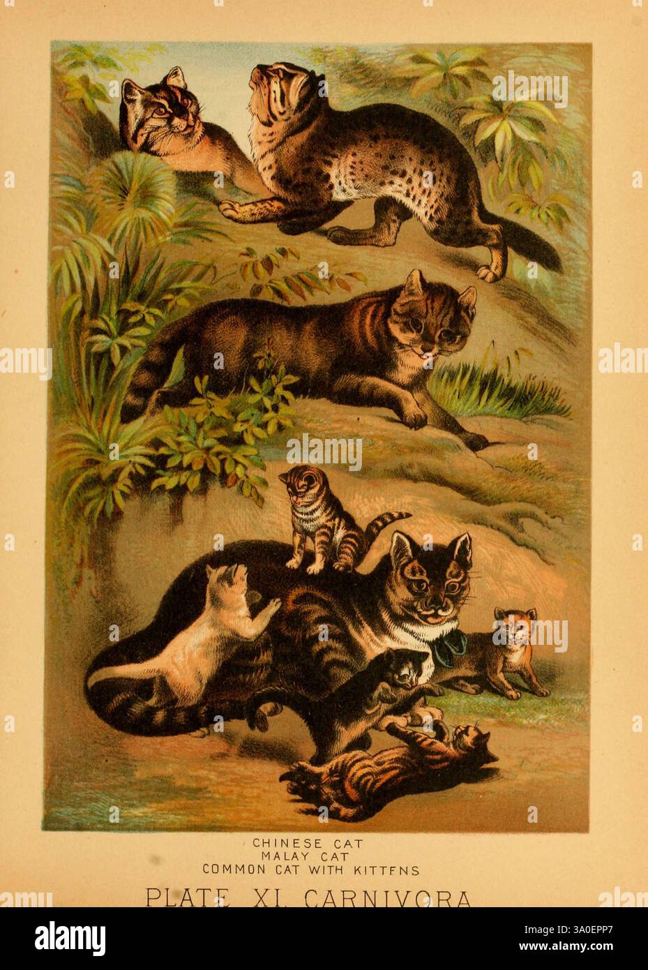 Il regno animale, basato sugli scritti di eminenti naturalisti, Audubon, Wallace, Brehm, Wood e altri. New York, Johnson & Bailey, 1897. Mammiferi, zoologia, gatto leopardo, gatto, Prionailurus bengalensis, Prionailurus bengalensis, Prionailurus bengalensis javanensis, gatto domestico, Felis catus, Felis catus, Prionailurus, javanensis, l'illustrazione mostra una varietà di gatti in un ambiente lussureggiante e naturale. In cima, un gatto cinese e un manul (o gatto di Pallas) sono raffigurati in una posizione giocosa tra il fogliame. Sotto di loro, un comune gatto domestico saluta comodamente mentre è circondato da una delizia Foto Stock