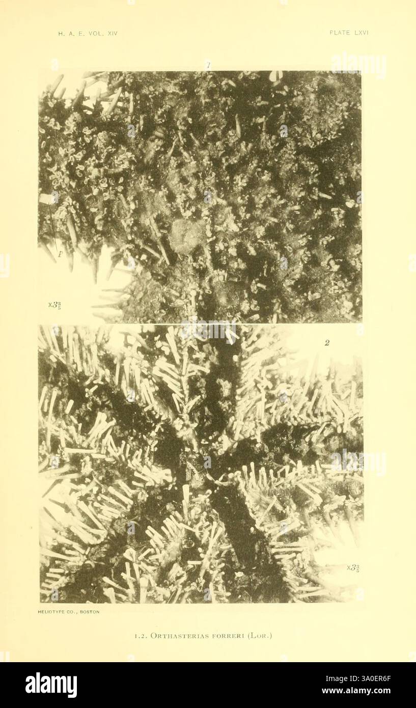 Harriman Alaska series, Washington, 1910-1914, Alaska, storia naturale, spedizioni scientifiche, stelle marine, Orthasterias forreri, l'illustrazione presenta due viste ravvicinate di strutture cristalline. La prima immagine, etichettata "1", mostra una disposizione complessa di cristalli nitidi interconnessi che si irradiano da un punto centrale, creando una formazione simile a una stella. La seconda immagine, etichettata "2", mostra una diversa morfologia cristallina, caratterizzata da formazioni allungate simili ad aghi che mostrano un diverso schema di crescita. Entrambe le immagini evidenziano l'intricata bellezza e la diversità dei cristalli Foto Stock