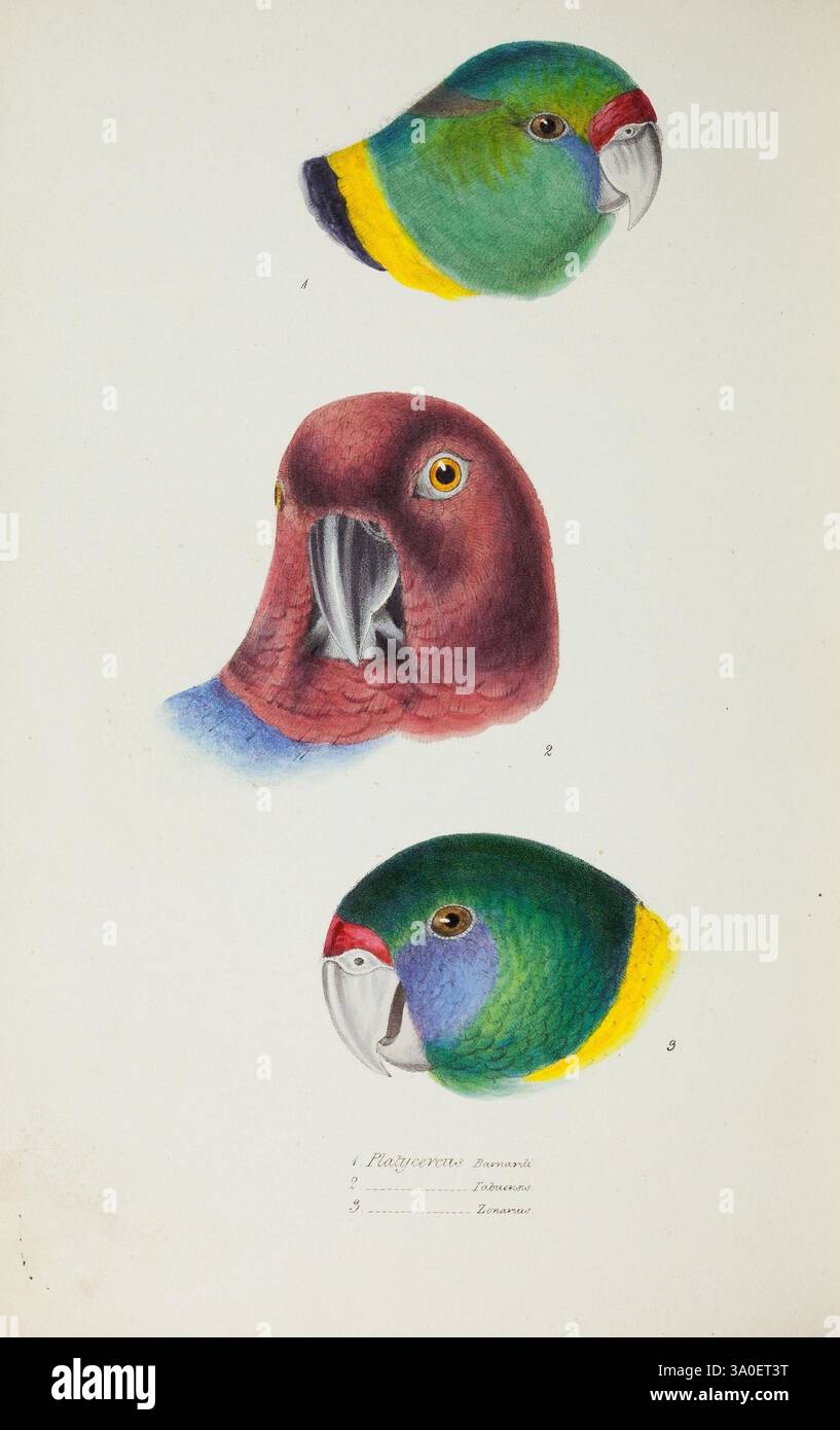Una sinossi degli uccelli dell'Australia e delle isole adiacenti. Londra, John Gould, 1837 anni. Australia, Birds, Museum Victoria, Gould, Elizabeth Gould, artista:, Ornitologia, John Gould, Platycercus barnardi, Barnardius zonarius barnardi, Barnardius zonarius, collo ad anello australiano, Platycercus tabuensis, Barnardius zonarius zonarius, Prosopeia tabuensis, Maroon Shining Parrot, Australia, Gould, Gould AU, Elizabeth Gould, donne della scienza, colorazione HNH, questa opera d'arte presenta tre teste di pappagallo dai colori vivaci, ciascuna con caratteristiche distinte. La testa superiore presenta un sorprendente verde con una Foto Stock