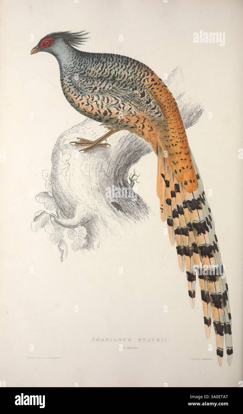 Un secolo di uccelli dalle montagne dell'Himalaya Londra 1831 uccelli Montagne dell'Himalaya opere pittoriche Catreus wallichii Elizabeth Gould John Gould Ornithology Cheer Pheasant Phasianus staceii Women in Science Elizabeth Gould Q253875, Un uccello splendidamente illustrato arroccato elegantemente su un ramo gnarled. Il suo piumaggio è vivace e suggestivo, caratterizzato da intricati motivi di arancione, nero e bianco sulla sua lunga coda. La testa sfoggia un rosso vivace e uno stemma unico, che si aggiunge al suo aspetto distintivo. Il corpo dell'uccello è impreziosito da dettagli in piuma, che ne evidenziano la grazia e l'eleganza Foto Stock