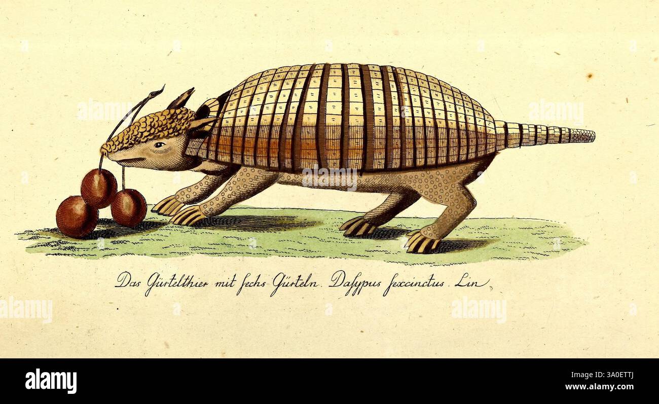 Getreue Abbildungen naturhistorischer Gegenstände in Hinsicht auf Bechsteins kurzgefasste gemeinnützige Naturgeschichte des in- und Auslandes, Nürnberg, in der Schneider und Weigelschen Kunst- und Buchhandlung, 1793-1809, storia naturale, opere pittoriche, mammiferi, armadillo, Una rappresentazione fantastica di una creatura simile a un armadillo, illustrata in modo complesso con una conchiglia a motivi geometrici e una testa dalla forma distintiva. Questa fantasia è mostrata in posizione eretta, con il suo corpo robusto e gli arti corti. Appollaiato in cima alla sua testa è un accessorio stravagante che assomiglia a un cappello, adornato di vegetazione Foto Stock