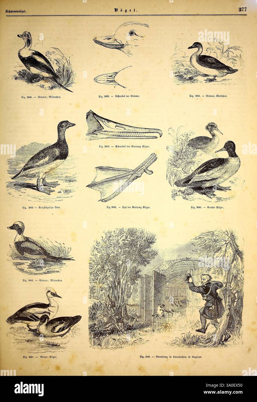 Illustrirte Naturgeschichte Des Thierreichs Leipzig, J.J. Weber, 1848 uccelli, anfibi, rettili, zoologia, l'illustrazione presenta vari esemplari ornitologici, che mostrano una selezione di uccelli acquatici e uccelli acquatici da diverse prospettive. Ogni uccello raffigurato è etichettato con un nome di specie corrispondente, accompagnato da caratteristiche anatomiche dettagliate che evidenziano le loro caratteristiche distinte. La disposizione presenta una miscela armoniosa di specie comuni e meno familiari, enfatizzando il loro piumaggio unico, le forme del corpo e i comportamenti. Inoltre, nella macchina perforatrice inferiore è presente una figura Foto Stock Illustrirte Naturgeschichte Des Thierreichs Leipzig, J.J. Weber, 1848 uccelli, anfibi, rettili, zoologia, l'illustrazione presenta vari esemplari ornitologici, che mostrano una selezione di uccelli acquatici e uccelli acquatici da diverse prospettive. Ogni uccello raffigurato è etichettato con un nome di specie corrispondente, accompagnato da caratteristiche anatomiche dettagliate che evidenziano le loro caratteristiche distinte. La disposizione presenta una miscela armoniosa di specie comuni e meno familiari, enfatizzando il loro piumaggio unico, le forme del corpo e i comportamenti. Inoltre, nella macchina perforatrice inferiore è presente una figura Foto Stock