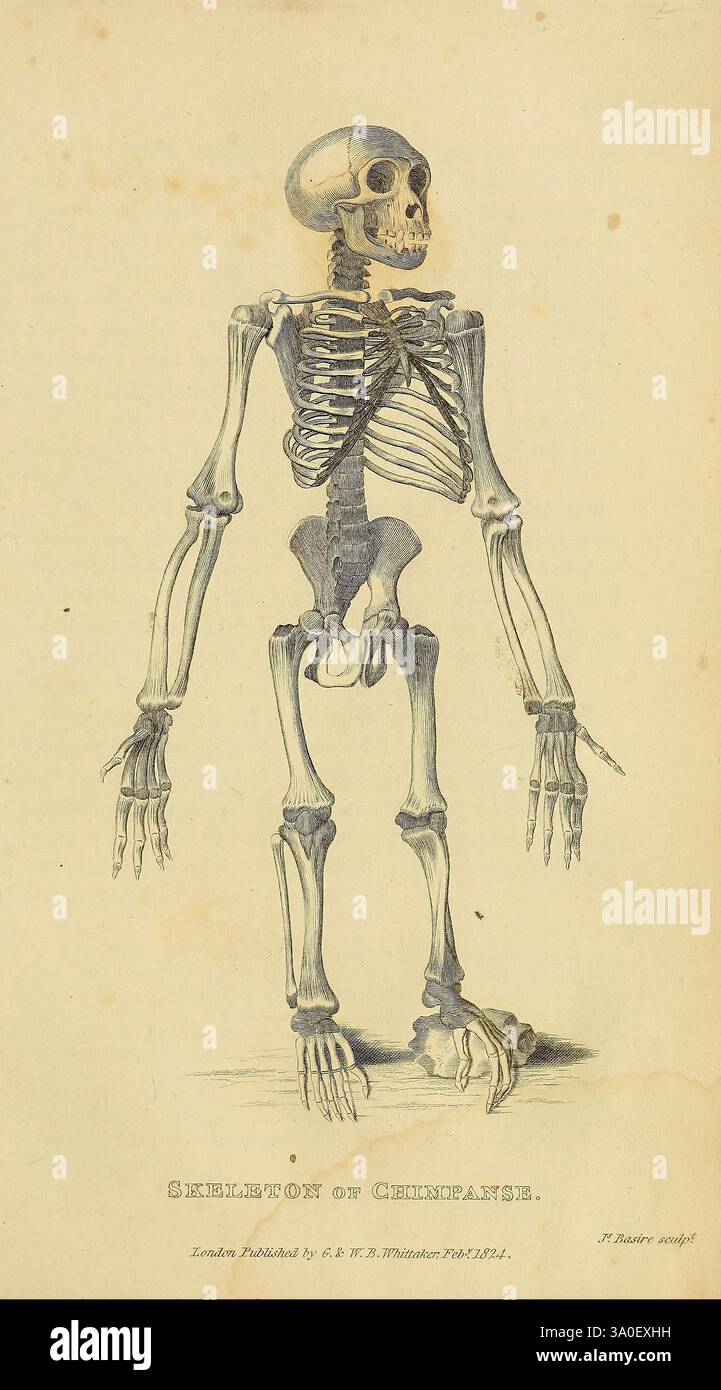 Un'illustrazione dettagliata di uno scheletro umano, che mostra la struttura anatomica con tutte le ossa chiaramente etichettate. Il sistema scheletrico è raffigurato in posizione eretta, sottolineando i dettagli intricati di ogni osso, inclusi cranio, gabbia toracica, colonna vertebrale, arti, e giunti. Questa rappresentazione educativa evidenzia l'allineamento e le proporzioni della struttura scheletrica umana, rendendola una risorsa preziosa per lo studio dell'anatomia umana. Lo sfondo è pianeggiante, permettendo allo scheletro di distinguersi in modo prominente. Il testo in basso indica il titolo “scheletro di Chimpanzee”, suggerendone il punto di riferimento Foto Stock