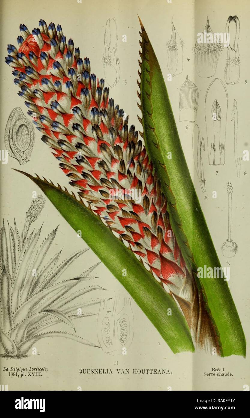 Belgique horticole, Liége, botanica, orticoltura, periodici, piante, l'illustrazione presenta un'impressionante rappresentazione di Quesnelia vanhoutteana, che mostra la sua vibrante struttura floreale allungata adornata con bratti rossi vivaci con punte blu. Le spesse foglie verdi della pianta creano uno sfondo drammatico, migliorando l'impatto visivo dell'infiorescenza. Intorno alla fioritura centrale ci sono dettagliati schizzi botanici, che probabilmente illustrano varie caratteristiche anatomiche della pianta, contribuendo a una prospettiva educativa su questa specie tropicale. La combinazione del grande e accattivante fiore An Foto Stock