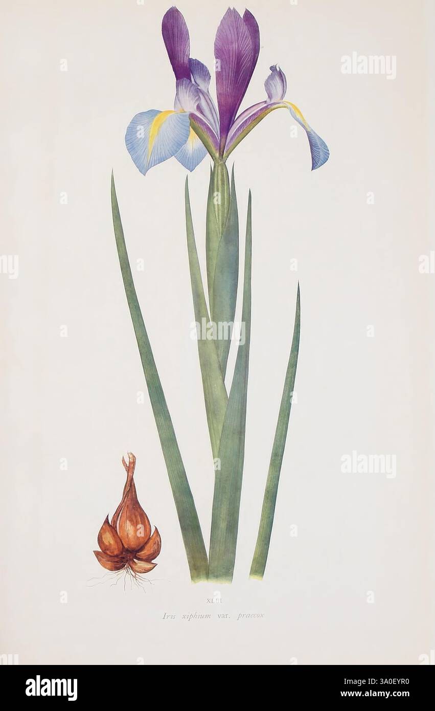Il genere Iris Cambridge Cambridgeshire The University Press 1913 Iris Pictorial Works Varieties Foto Stock