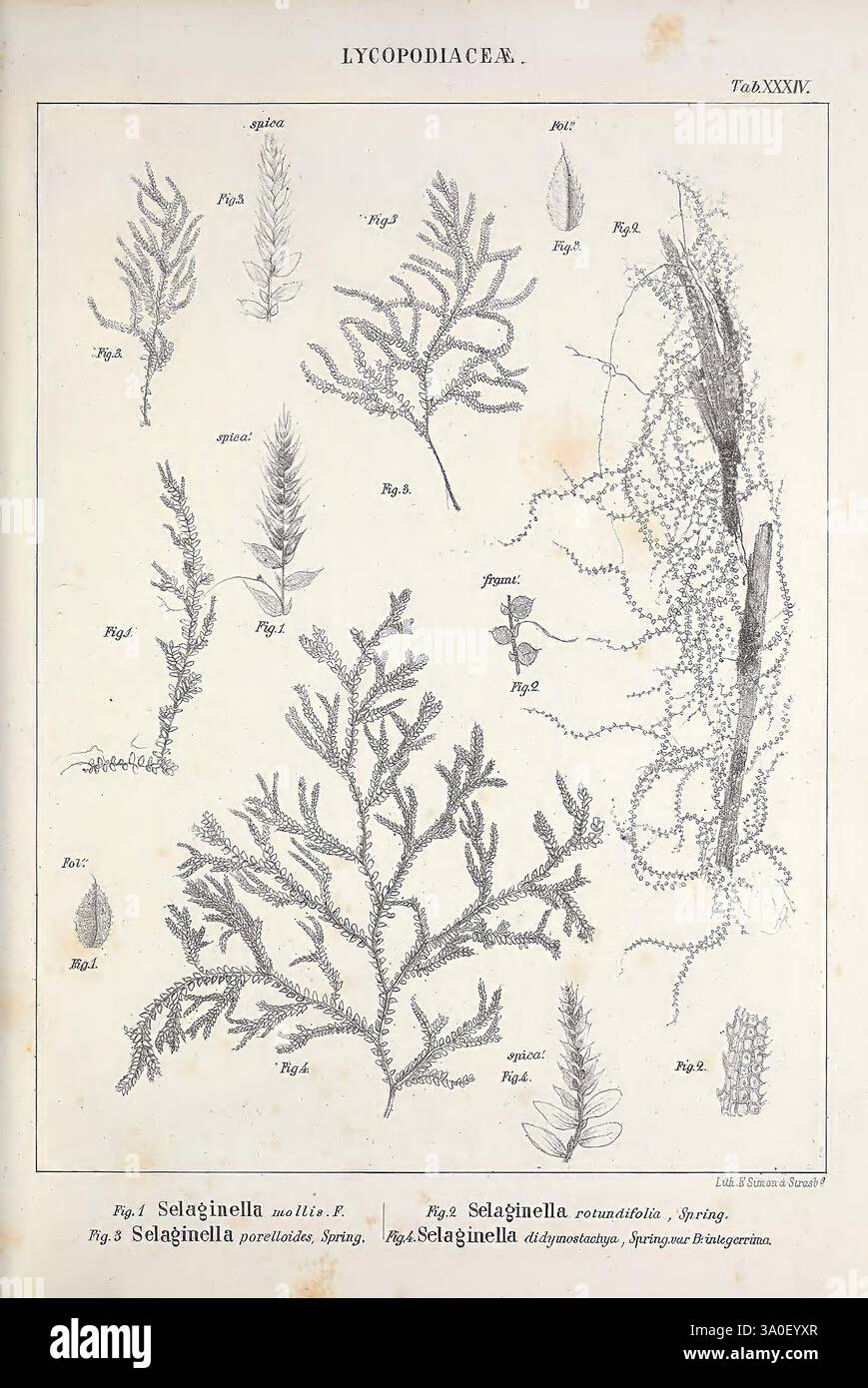 Mémoires sur la famille des fougères, Strasburgo, impr. De ve. Berger-Levrault, 1844, felci, Una raccolta di illustrazioni botaniche che mostrano varie specie della famiglia Lycopodiaceae. I disegni dettagliati comprendono più forme e strutture, evidenziando le complesse trame e i pattern delle piante. Nella disposizione sono incluse le figure etichettate come Selaginella, che illustrano sia l'abitudine di crescita generale che i dettagli anatomici più precisi. Questa compilazione serve come studio scientifico di queste antiche piante vascolari, enfatizzando la loro diversità e morfologia. Ogni illustrazione sono io Foto Stock