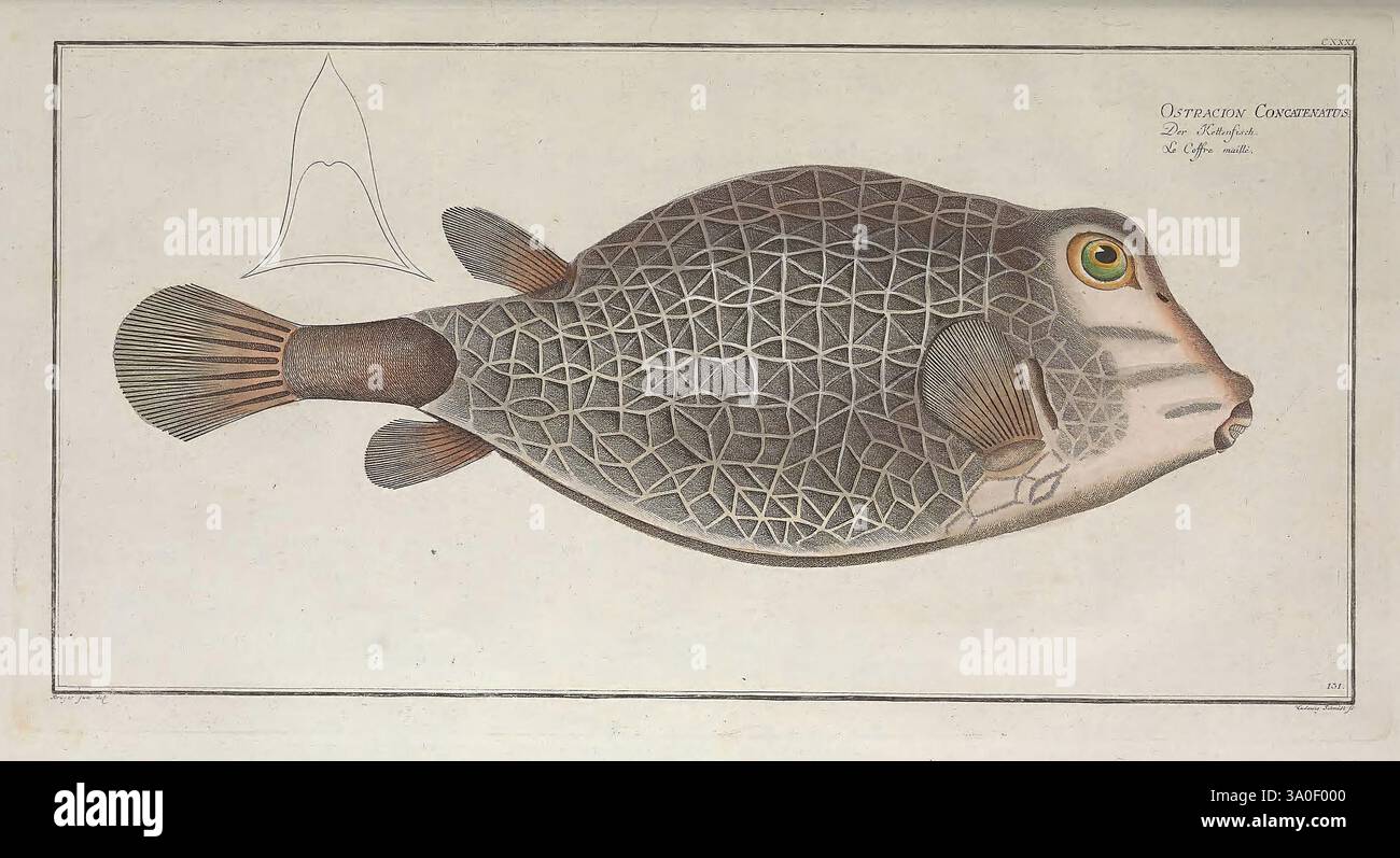 Ichtyologie, ou, Histoire naturelle, générale et particulière des poissons, A Berlin, Chez l'auteur, & chez Francesco de la Garde libraire, 1785-1797, pesci, Germania, ittiologia, opere pittoriche, l'illustrazione presenta una rappresentazione dettagliata di un pesce caratterizzato da motivi geometrici unici sul corpo e da un occhio prominente. Il pesce sembra avere una forma del corpo appiattita, una testa grande e una bocca progettata per il pascolo su sostanze dure. Ad accompagnare il pesce c'è una piccola illustrazione della sua pinna dorsale, posizionata nell'angolo superiore sinistro, che mostra la forma distintiva della pinna. Il Foto Stock
