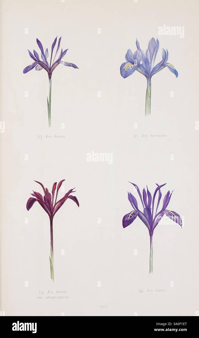 Il genere Iris, Cambridge [Cambridgeshire], 1913, Iris, opere pittoriche, Variety, l'illustrazione presenta una collezione di quattro specie di Iris distinte. Nell'angolo in alto a sinistra, un Iris mostra petali sottili e allungati in una delicata tonalità di blu. Adiacente ad essa, in alto a destra, un'altra varietà mostra una tonalità più morbida con toni viola pallidi e marcature intricate. La parte inferiore sinistra presenta una sorprendente Iris con profondi petali viola, segnata da striature audaci e contrastanti. Infine, in basso a destra si rivela un'altra specie caratterizzata da un ricco viola scuro, che enfatizza la sua elegante e voluminosa via petali Foto Stock