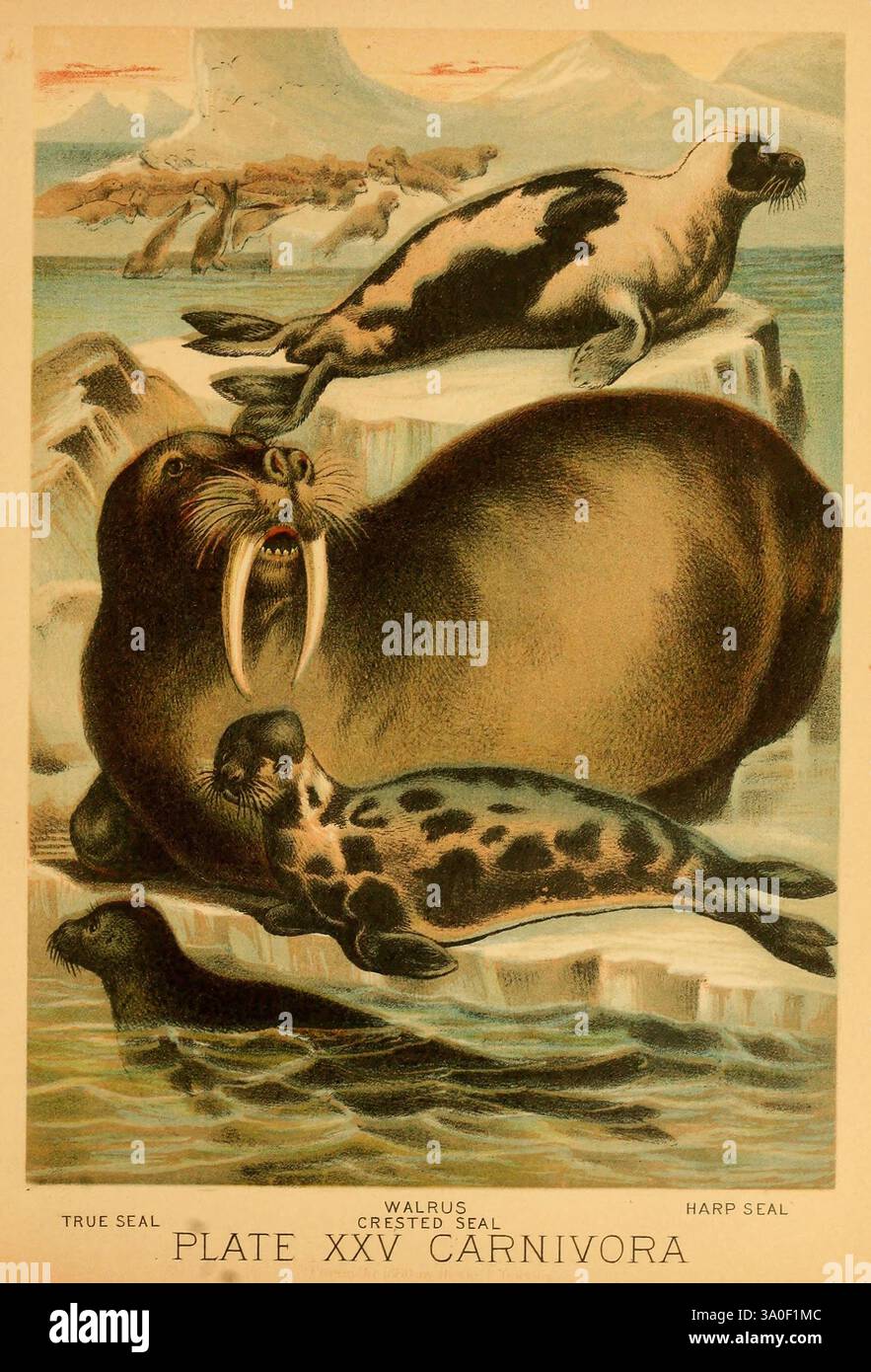 Il regno animale, basato sugli scritti di eminenti naturalisti, Audubon, Wallace, Brehm, Wood e altri. New York, Johnson & Bailey, 1897, mammiferi, zoologia, walrus, odobenus rosmarus, odobenus rosmarus, foca arpa, foca, pagophilus groenlandicus, pagophilus groenlandicus, foca con cappuccio, cistophora cristata, cistophora cristata, foca del porto, phoca vitulina, phoca vitulina, questa illustrazione mostra una varietà di mammiferi marini, evidenziando in modo prominente un tricheco con le sue zanne distinte. In primo piano, una foca dell'arpa e una vera foca stanno riposando su un affioramento roccioso mentre il tricheco riposa Foto Stock