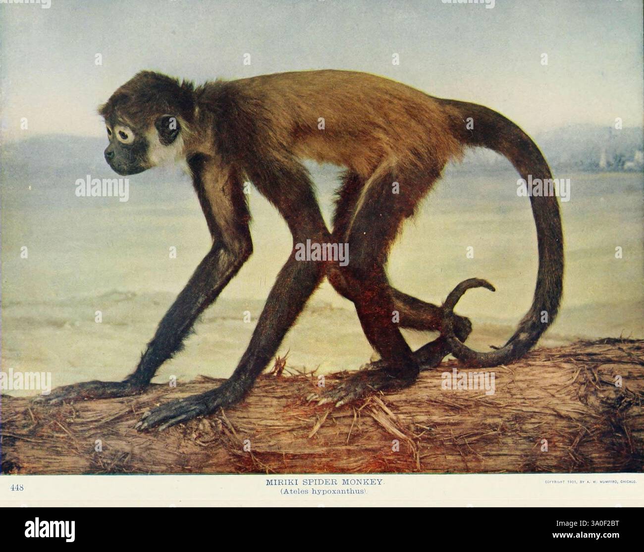 Nature Neighbors volume 5 Chicago American Audubon Association 1914 Monkey Natural History Spider Monkey, Una scimmia ragno è raffigurata in un ambiente naturale, mostrando i suoi lunghi arti e la coda prehensile, che sono caratteristiche della specie. La scimmia mostra una postura curiosa, in piedi sulle gambe posteriori con un corpo leggermente piegato, mentre il viso della scimmia mostra un'espressione acuta. Lo sfondo suggerisce un ambiente sereno, che mette in risalto l'habitat dell'animale. La scena generale enfatizza l'agilità della scimmia e la bellezza della sua forma mentre naviga nei suoi dintorni. Foto Stock