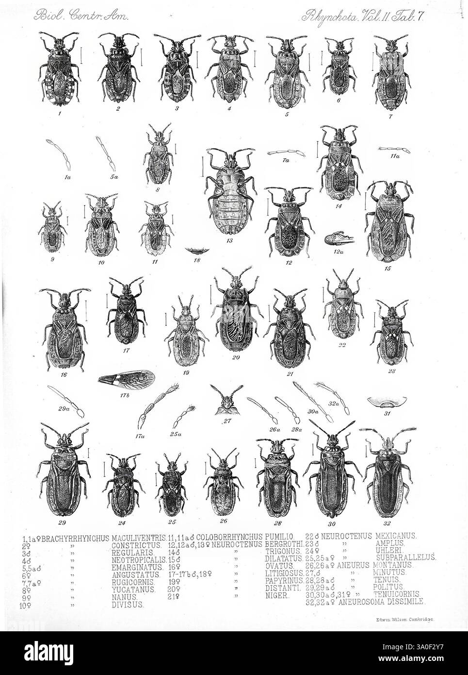 Biologia centrali-americana London, 1879-1915, archeologia, botanica, America centrale, descrizione e viaggio, spedizioni scientifiche, zoologia, 32, insetto, il display presenta una collezione di vari esemplari di insetti, concentrandosi in particolare sugli scarabei e sulle specie affini. Ogni campione è illustrato meticolosamente, evidenziando caratteristiche anatomiche distinte come la forma del corpo, la struttura delle ali e le configurazioni delle gambe. Le illustrazioni sono numerate a titolo di riferimento, con note aggiuntive fornite sotto ogni cifra, che indicano probabilmente classificazioni scientifiche, descrizioni o informazioni sugli habitat. Si Foto Stock