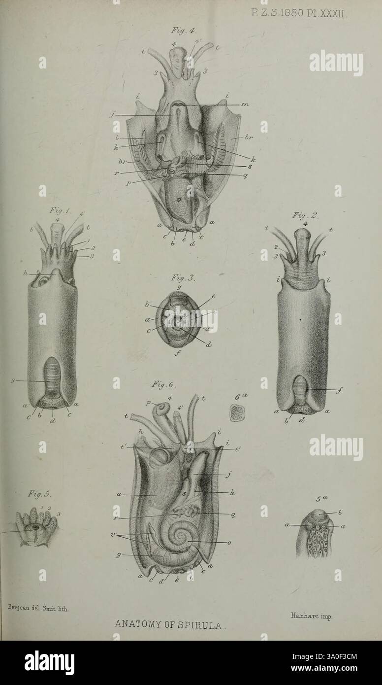Proceedings of the Zoological Society of London London, Academic Press, 1833-1965 periodici, zoologia, l'illustrazione presenta uno studio dettagliato dell'anatomia della Spirula, un calamaro di mare profondo. Mostra varie vedute dell'organismo, comprese le prospettive laterali e dorsali. Ogni figura è meticolosamente etichettata, evidenziando caratteristiche anatomiche specifiche come la struttura del guscio, i tentacoli e gli organi interni. Il diagramma fornisce una visione educativa della composizione e delle caratteristiche uniche di questo cefalopode, sottolineandone gli adattamenti evolutivi e il significato ecologico Foto Stock