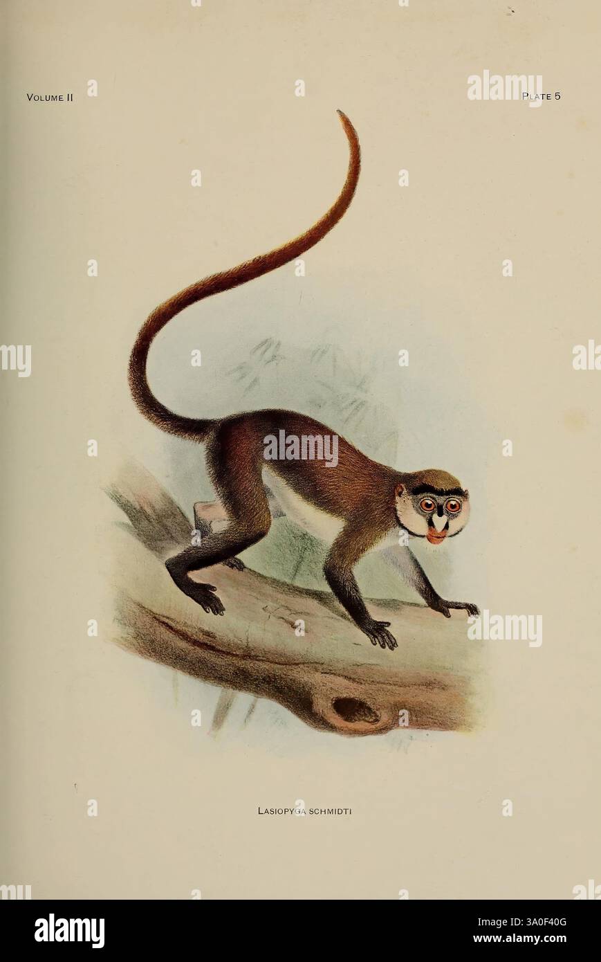 A Review of the Primates, New York, American Museum of Natural History, 1912, Primates, Una scimmia vivace è raffigurata su un ramo, mostrando il suo corpo snello e il suo volto espressivo. La creatura ha una caratteristica simile a una maschera intorno agli occhi, in contrasto con la pelliccia, che è ombreggiata in tonalità naturali. La sua lunga coda si snoda elegantemente dietro di essa, per un senso di movimento e agilità. Lo sfondo suggerisce un habitat naturale, che accenna all'ambiente della scimmia, mentre la sua postura di allerta indica curiosità e prontezza all'esplorazione. Sotto l'immagine, la denominazione scientifica 'la Foto Stock
