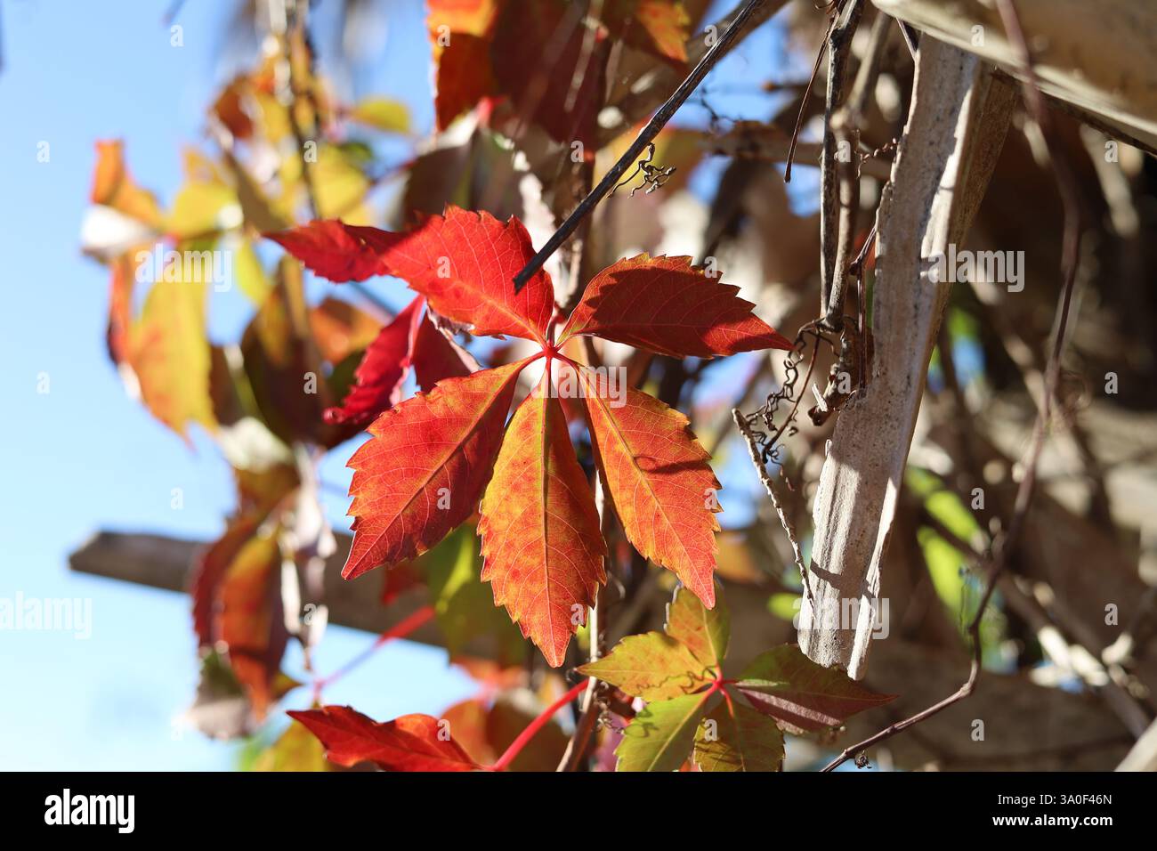 Foglie di edera rossa in autunno retroilluminate dal sole Foto Stock