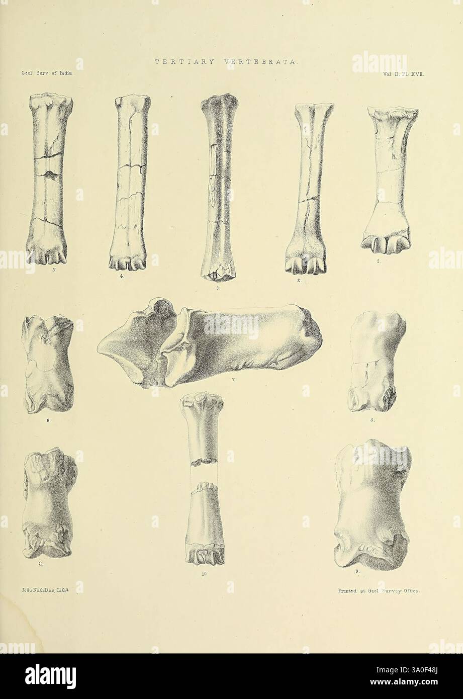 Indian Tertiary and post Tertiary Vertebrata Calcutta Geological Survey Office etc. 1874-1902 India paleontologia vertebrati fossili, l'illustrazione mostra uno studio dettagliato di vari esemplari ossei classificati sotto Tertiary Vertebrata. È costituito da una raccolta di componenti scheletrici, inclusi diversi tipi di ossa degli arti sistematicamente sistemate. Ogni osso è meticolosamente etichettato con numeri romani, che indicano diversi campioni come riferimento. La complessità delle strutture e delle strutture evidenzia l'interesse scientifico per l'anatomia e la paleontologia dei vertebrati. Questa rappresentazione s Foto Stock