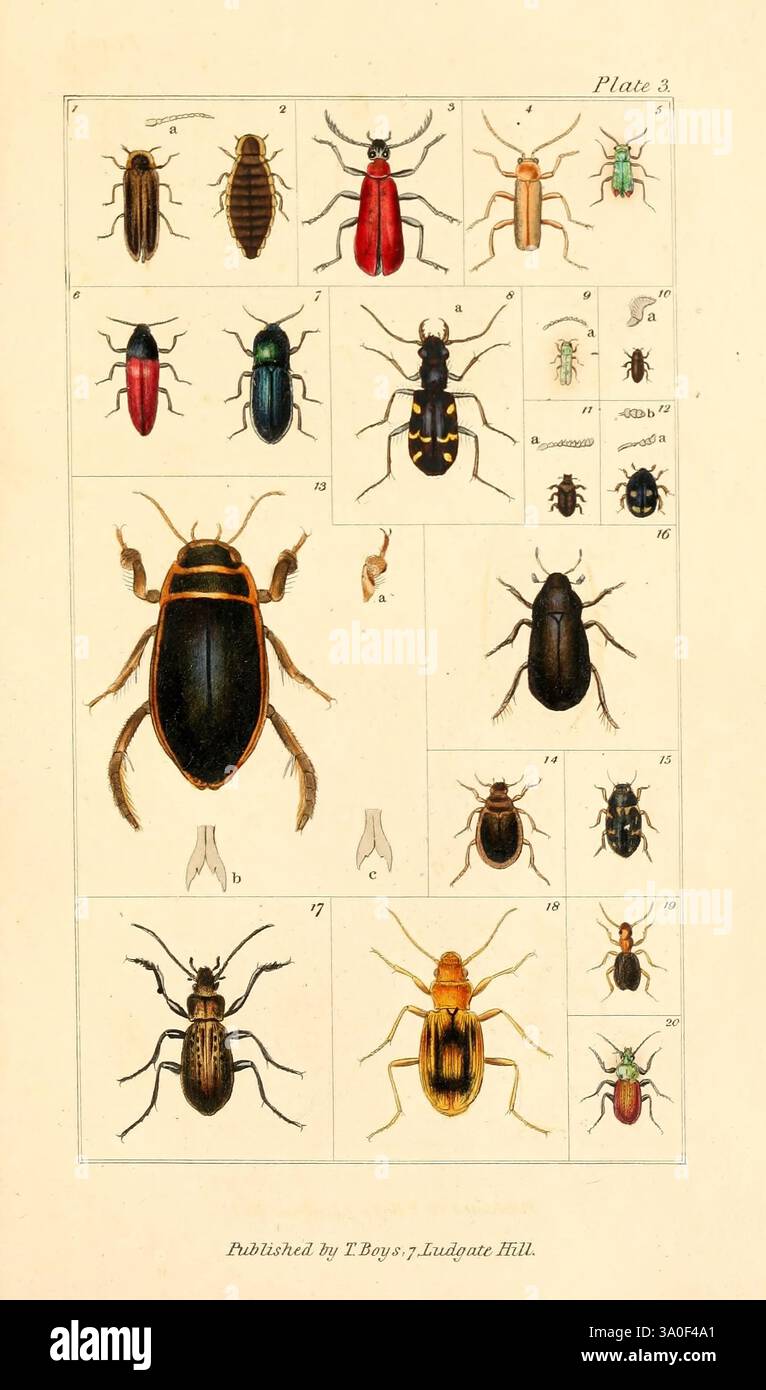 L'utile compendio dell'entomologo, Londra, stampato per T. Boys, 1819. Insetti, Lampyris noctiluca, Pyrochroa coccinea, Cantharis fusca, Cantharis biguttata, Elater sanguineus, Elater cyaneus, Cicindela sylvatica, Buprestis viridis, Parnus sericeus, Heterocerus marginatus, Sphaeridium scarabaeoides, Dytiscus marginalis, Paeleobius hermanni, Hydroporus 12-pustulatus, Hydroporus caraboides, Carabus morbillosus, Nebria complanata, Brachinus crepitans, Agonum sexpunctatum, una collezione di vari coleotteri e insetti viene esposta in un layout organizzato, che mostra le loro forme, dimensioni e Foto Stock