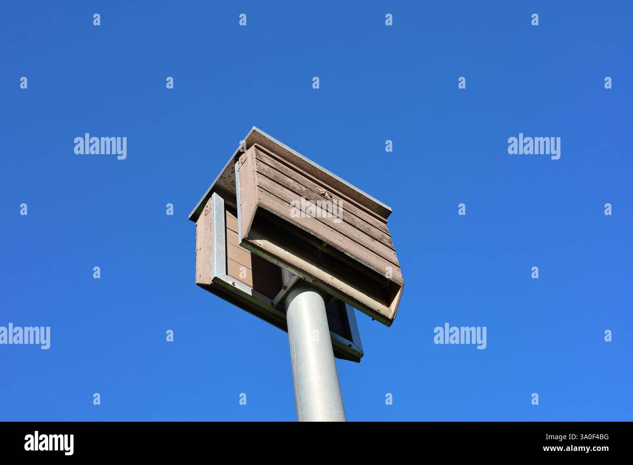 Habitat domestico delle BAT per i mammiferi notturni montati in alto su palo Foto Stock