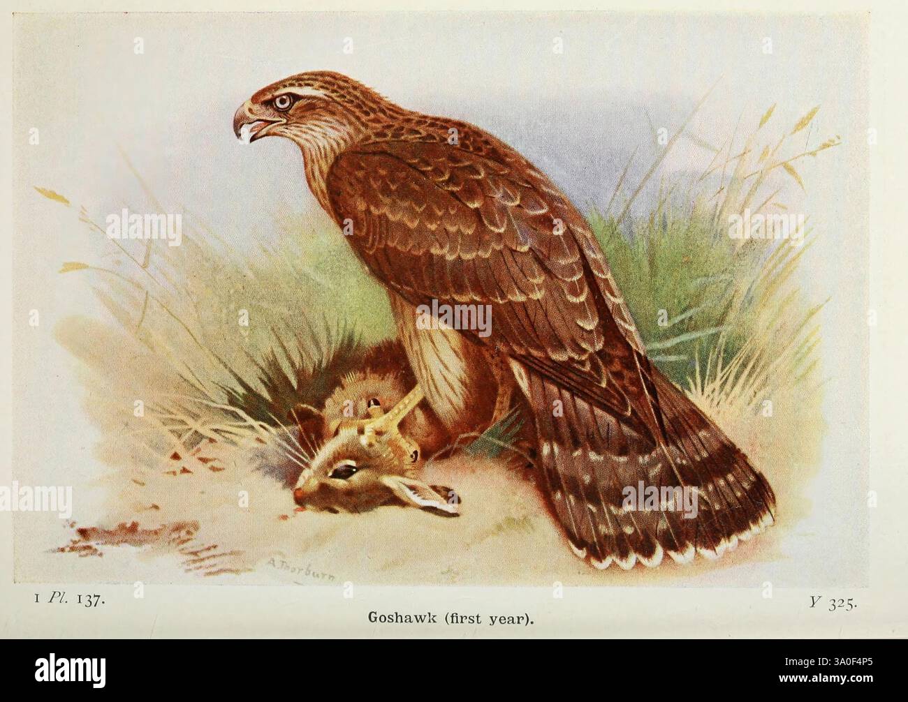 The Birds of the British Isles and their eggs London, F. Warne, 1919 Birds Great Britain Goshawk, Un'illustrazione dettagliata raffigura un falco a metà della cattura di un piccolo coniglio, mostrando l'interazione dinamica tra predatore e preda. Il falco, con il suo sorprendente piumaggio e i suoi acuti talenti, appare avvelenato e feroce, mentre il coniglio, colto in un momento di sorpresa, viene reso in una posizione vulnerabile. L'ambiente naturale è impreziosito da una vegetazione sottile, che indica i terreni di caccia del falco. Questa scena illustra in modo vivace i temi della sopravvivenza e le crude realtà della natura. Foto Stock