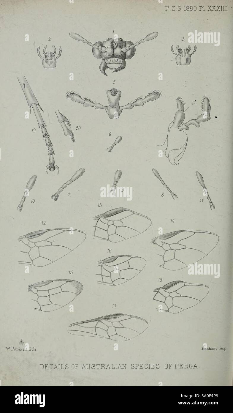 Proceedings of the Zoological Society of London, London, Academic Press, 1833-1965. Australia, periodici, Zoologia, Hymenoptera, Perga, Pergidae, Hymenoptera, Australia, Perga, tassonomia: Family= Pergidae, questa illustrazione presenta studi anatomici dettagliati di varie specie della famiglia Perga, mostrando viste multiple dei loro esoscheletri e appendici. Ogni figura etichettata presenta strutture intricate come mandibole, antenne e arti, evidenziando le caratteristiche distintive di queste specie australiane. Il diagramma enfatizza le caratteristiche morfologiche uniche che consentono l'ide Foto Stock