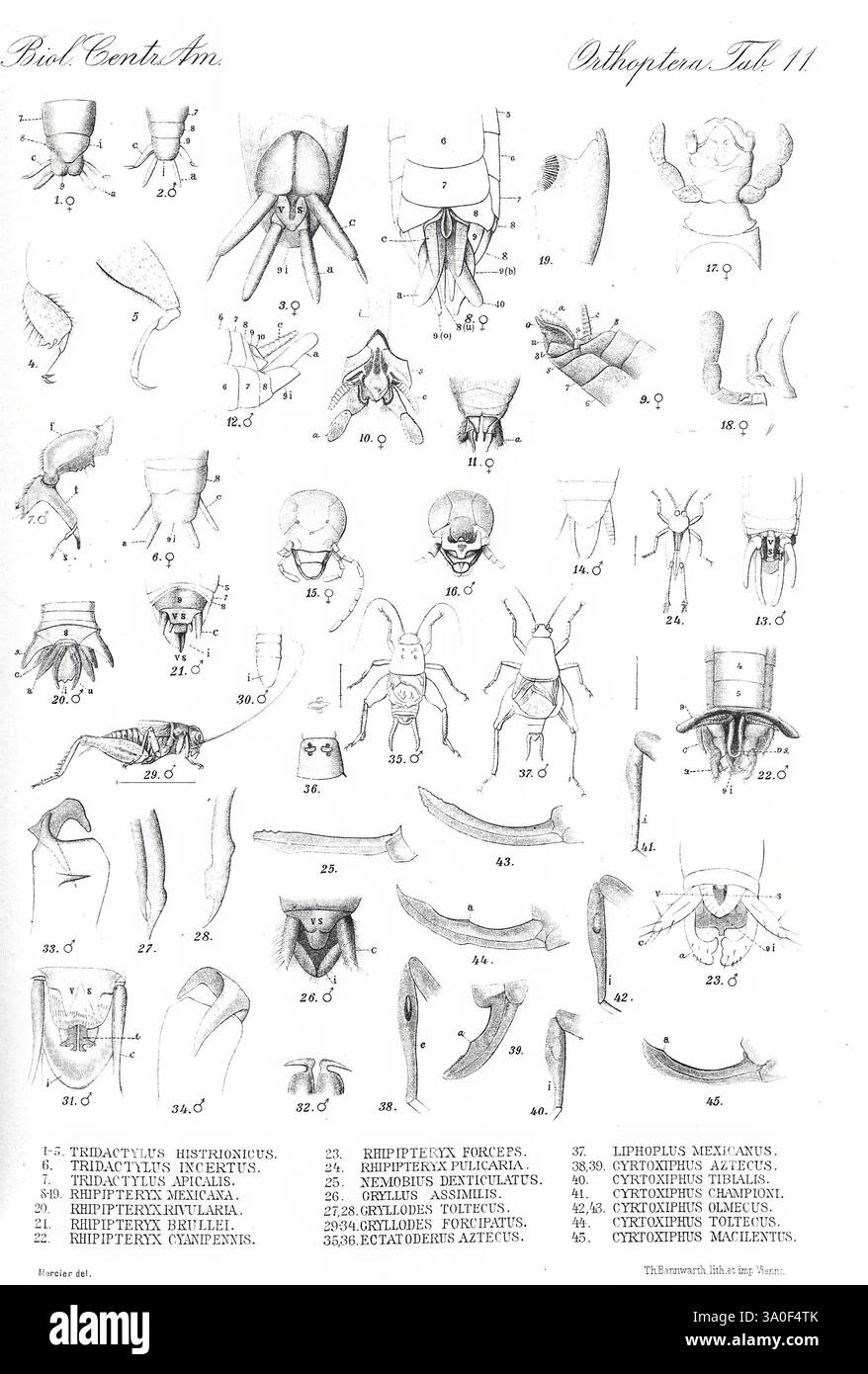 Biologia centrali-americana, Londra, 1879-1915, archeologia, botanica, America centrale, descrizione e viaggi, spedizioni scientifiche, zoologia, diversità abbagliante. questa illustrazione dettagliata mostra una varietà di invertebrati marini e terrestri, concentrandosi sulle loro caratteristiche anatomiche. L'immagine è organizzata in diverse sezioni, ciascuna etichettata con un numero corrispondente per una facile identificazione. Include disegni dettagliati di strutture come arti, segmenti del corpo e appendici specializzate. La diversità delle forme evidenzia la complessità di questi organismi, comprendendo diverse spe Foto Stock