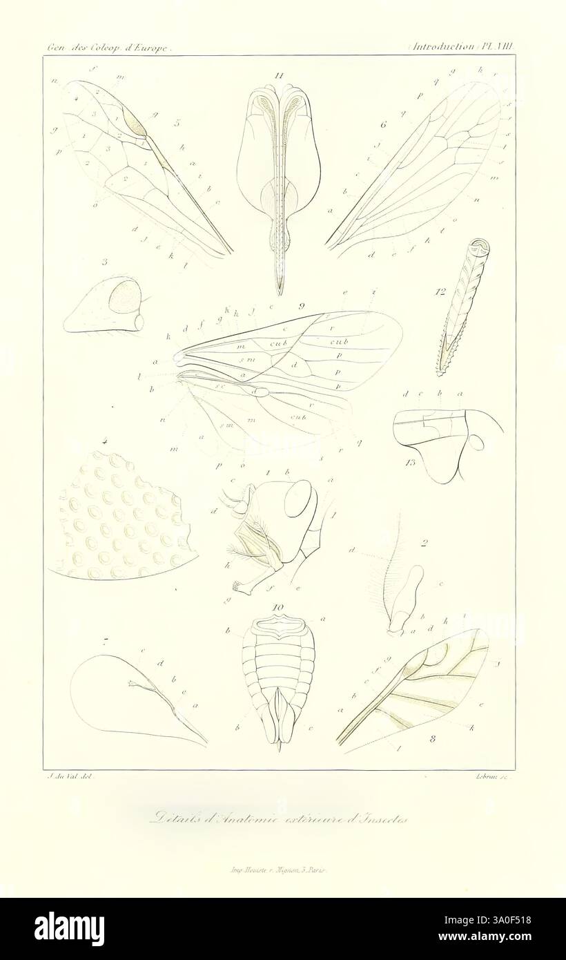 Genera, des, coléoptères, d'Europe, Parigi, Chez, A. Deyrolle, 1857-1868, coleotteri, Europa, illustrazione, opere, questa intricata illustrazione presenta più rappresentazioni dettagliate di varie parti del corpo degli insetti e strutture anatomiche. Il layout include diagrammi etichettati che mostrano ali, antenne e altre caratteristiche anatomiche, ciascuna rappresentata con precisione. I numeri corrispondono a riferimenti che probabilmente spiegano caratteristiche o funzioni specifiche delle parti illustrate. Il progetto generale enfatizza lo studio scientifico e la classificazione, mettendo in evidenza la complessità e la diversità riscontrate nell'entomolo Foto Stock