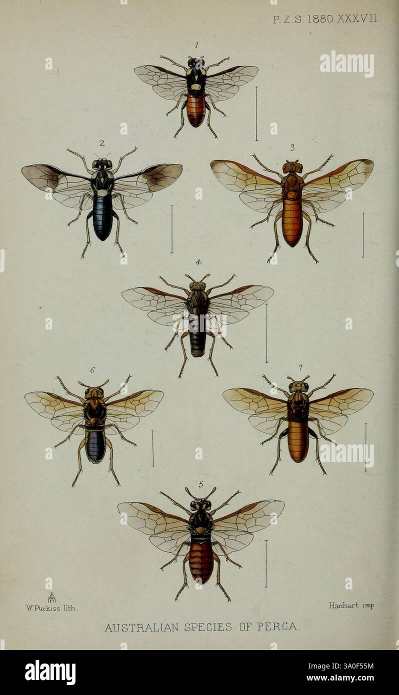 Proceedings of the Zoological Society of London, London, Academic Press, Australia, Arthropoda, periodici, Zoologia, Hymenoptera, Perga, Pergidae, Australia, Pergachristii, Pergacameronii, Pergacressonii, Pergahalidaii, Pergajurinei, Pergamayrii, Pergakirbii, Pergachristii, Pergacameronii, Pergacressonii, Pergahalidaii, Pergajurinei, Pergamayrii, Pergakirbii, Arthropod., Un'illustrazione dettagliata che mostra varie specie australiane di perca. L'immagine presenta otto campioni distinti etichettati con numeri che vanno da 1 a 8, ognuno dei quali mostra caratteristiche fisiche uniche, come variazioni Foto Stock