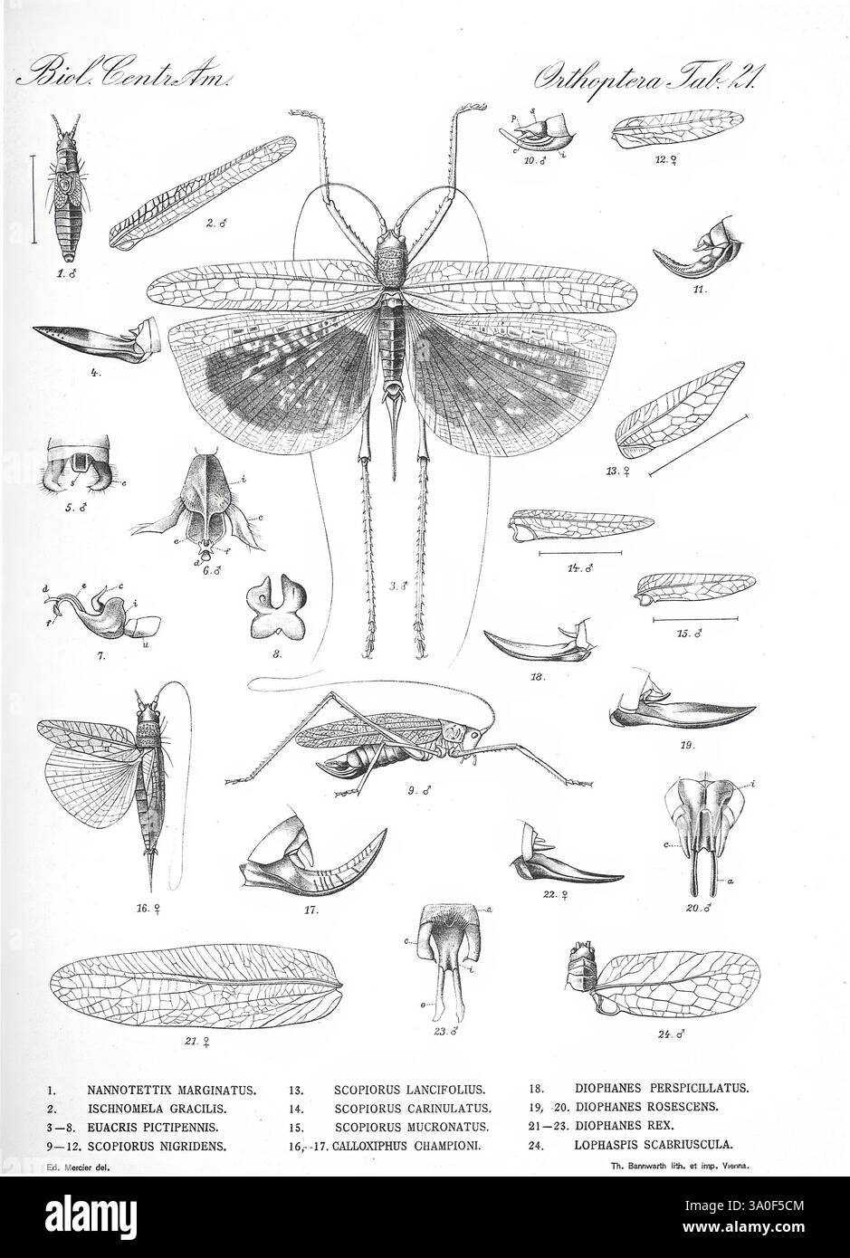Biologia centrali-americana, Londra, 1879-1915, archeologia, botanica, America centrale, descrizione e viaggi, spedizioni scientifiche, zoologia, diversità abbagliante, questa illustrazione presenta una raccolta di disegni entomologici dettagliati che raffigurano varie specie di insetti e le loro strutture anatomiche. Ogni campione è numerato ed etichettato, mostrando forme e caratteristiche diverse, tra cui ali, gambe e boccagli. I disegni evidenziano gli intricati dettagli e le variazioni tra gli insetti, come gli unici modelli alari delle falene e le appendici specializzate di diverse specie. TH Foto Stock