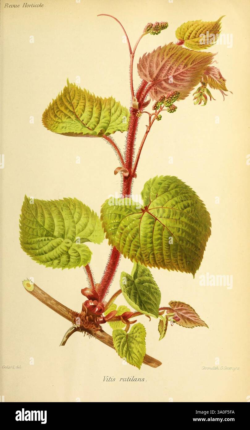 Revue Horticole. Parigi, Librairie agricole de la maison rustique, 1829-1974. Francia, giardinaggio, orticoltura, periodici, tassonomia: Binomiale = Vitis rutilans, Un'illustrazione botanica che presenta una vite sottile della Vitus rotundifolia, comunemente nota come uva muscadina. La pianta presenta le sue distinte foglie, caratterizzate dalla loro forma ampia e a forma di cuore con bordi seghettati, che mostrano varie sfumature di verde. I delicati tendini si estendono dallo stelo, indicando la sua natura di arrampicata. Sono visibili piccoli gruppi di boccioli di fiori, che indicano il potenziale della pianta per la produzione di uva. Lo spessore, t Foto Stock