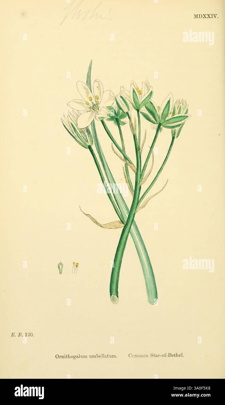 Botanica inglese figure colorate piante britanniche Londra, R. Hardwicke, 1863-1886 Great Britain Pictorial Works Plants Foto Stock