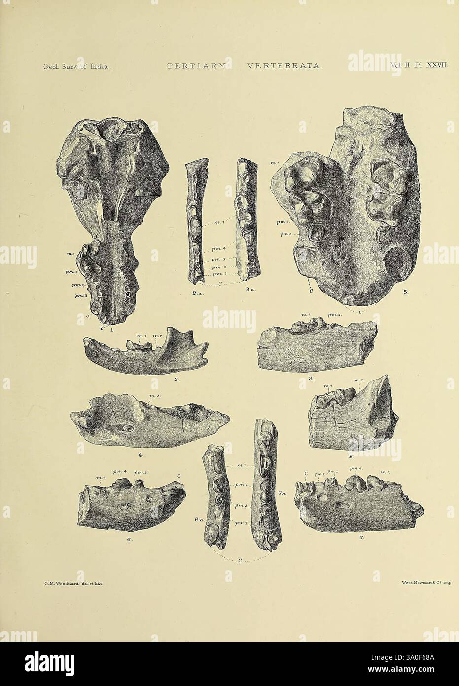 Indiano, terziario e post-terziario, Vertebrata, Calcutta, geologico, Survey Office, 1874-1902, India, paleontologia, vertebrati, fossile, questa illustrazione presenta uno studio scientifico dettagliato di vari resti di vertebrati fossili del periodo terziario, mostrando viste multiple di frammenti di cranio e altri elementi scheletrici. Gli artefatti includono campioni disposti in modo preciso, ciascuno etichettato meticolosamente con numeri che indicano caratteristiche anatomiche o osservazioni specifiche. La composizione generale sottolinea la complessità e la varietà di queste ossa preistoriche, sottolineandone l'importanza Foto Stock