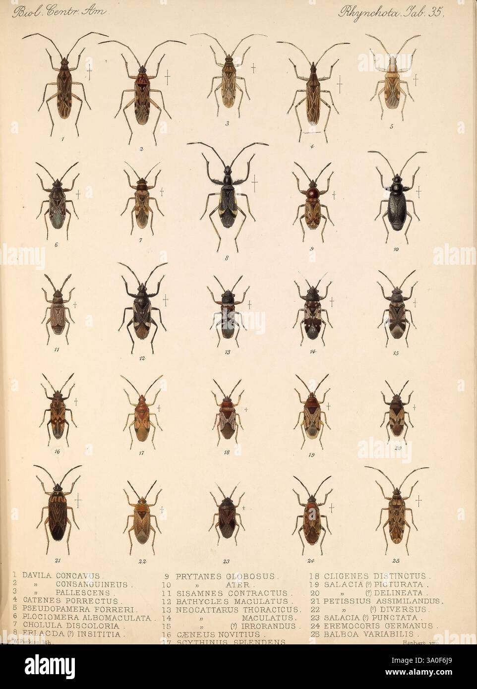 Biologia centrali-americana, Londra, 1879-1915, archeologia, botanica, America centrale, zoologia, spedizioni scientifiche, descrizione e viaggio, Una collezione di varie specie di coleotteri è esposta in un formato organizzato, mostrando una vasta gamma di dimensioni, forme e consistenze. Ogni campione è numerato, indicando il suo codice di identificazione univoco. La fila superiore presenta una serie di illustrazioni dettagliate dei coleotteri, che mostrano variazioni nella colorazione e nella struttura della carrozzeria. Il layout consente un facile confronto tra le specie, evidenziandone le caratteristiche distinte. Sotto ogni coleottero, ann aggiuntiva Foto Stock