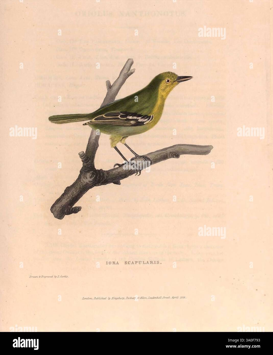 Zoological, Researches, in, Java, e le isole limitrofe 1824, Indonesia, Giava, zoologia, Un piccolo uccello, caratterizzato dal suo piumaggio verde vivace e dalle caratteristiche delicate, si aprono graziosamente su un ramo sottile. Le ali dell'uccello mostrano motivi sottili, e il suo becco è sottile e appuntito, suggerendo una dieta che può includere insetti o frutta. Sotto l'illustrazione, il nome “IOTA SCAPULARIS” è scritto elegantemente, accanto ad una nota che indica la fonte e la data di pubblicazione. Il ramo su cui poggia l'uccello è leggermente strutturato, a complemento della delicatezza generale della composizione Foto Stock