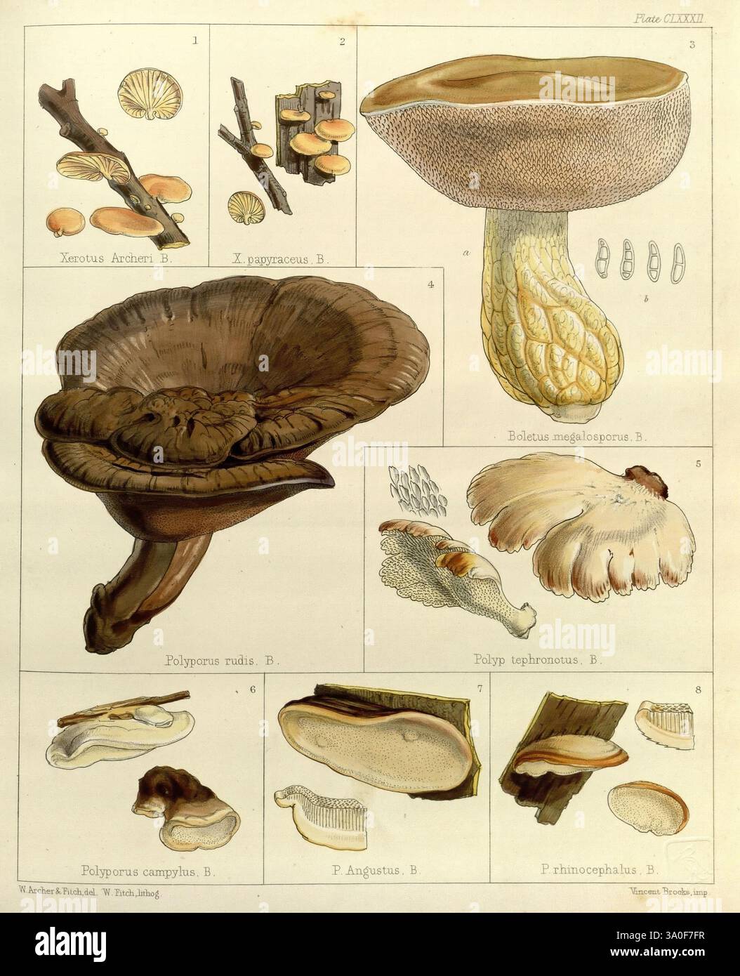 La botanica dell'Antartide, viaggio di H.. M, Discovery, Ships, Erebus, e terrore in, anni, 1839-1843, Londra, Reeve, Brothers, 1844-1860, Walter Hood Fitch, William Archer, nzspecies, nuova Zelanda, Anthracophyllum archeri, Xerotus archeri, Xerotus papyraceus, Boletus megalosporus, Polyporus rudis, Tropicoporus rudis, Polyporus tehronotus, Tyromyces tehronotus, Polyporus campylus, Polyporus anthracophilus, Polyporus angustus, Metuloidea tawa, Polyporus rhinocephalus, funghi, l'illustrazione mostra varie specie di funghi, evidenziandone forme e caratteristiche uniche. Al cen Foto Stock