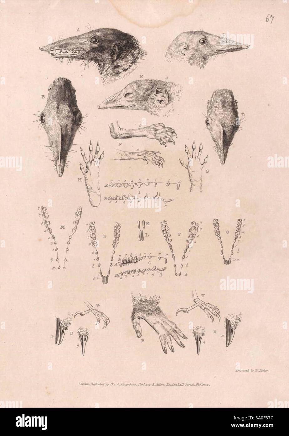 Zoological Researches in Java and the Neighbouring Islands London stampato per Kingsbury Parbury and Allen 1824 Indonesia Java Zoology, l'illustrazione presenta una serie di studi anatomici meticolosamente resi che presentano vari esemplari. Nella parte superiore sono mostrate dettagliate raffigurazioni di teschi e teste, sottolineando le caratteristiche e le strutture distinte. Di seguito, la messa a fuoco si sposta sull'anatomia scheletrica, evidenziando gli arti con un'enfasi sulla disposizione delle ossa e delle articolazioni. Sono illustrati diversi tipi di artigli o cifre, che mostrano variazioni nella morfologia. Ogni sezione del il Foto Stock