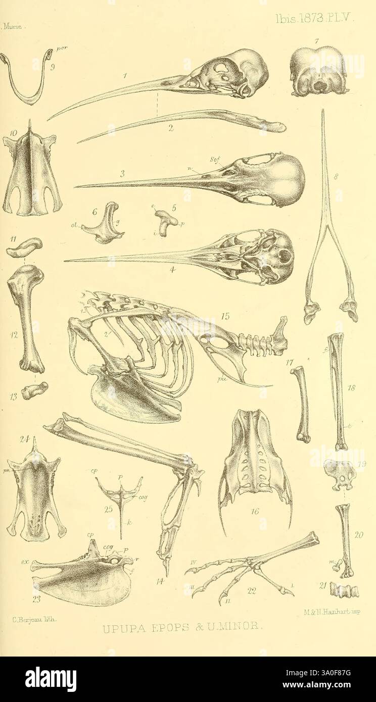 Ibis London pubblicato per la British Ornithologists' Union da Academic Press Birds ornitologia periodici Bones, l'illustrazione mostra uno studio anatomico dettagliato di varie strutture scheletriche, con sia lo scheletro completo che le ossa isolate. Ogni sezione etichettata rappresenta diversi aspetti dell'anatomia, tra cui cranio, vertebre, ossa degli arti e altri componenti scheletrici, migliorando la comprensione delle relazioni strutturali all'interno di una specie specifica. L'etichettatura meticolosa fornisce il contesto per ogni parte, rendendola una risorsa preziosa per studenti e professionisti Foto Stock