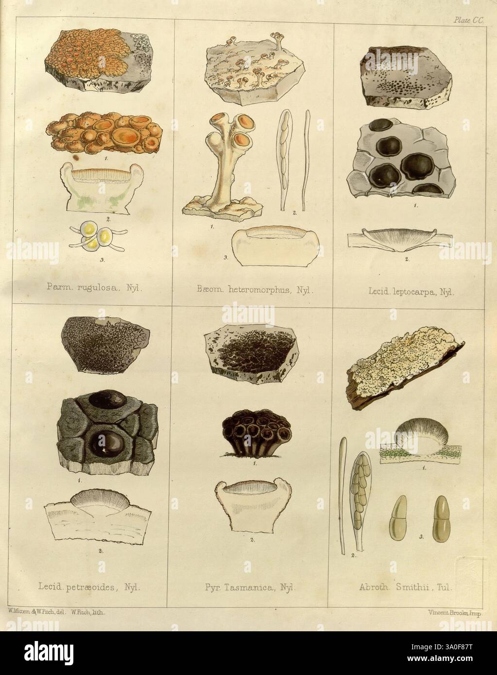 La botanica del viaggio antartico delle navi scoperte H.M. Erebus e Terror negli anni 1839-1843. Londra, Reeve Brothers, 1844-1860. Walter Hood Fitch, William Mitten, Parmelia rugulosa, Baeomyces heteromorphus, specie della nuova Zelanda, nuova Zelanda, Lecidea leptocarpa, Paraporpidia leptocarpa, Ramboldia petraeoides, Lecidea petraeoides, Pyrenopsis tasmanica, Abrothallus smithii, Abrothallus parmeliarum, questa illustrazione presenta una collezione di vari campioni di funghi e licheni, disposti in un formato a griglia. La fila superiore presenta diverse forme di funghi, tra cui una struttura piatta, simile a un disco e un fungo Foto Stock
