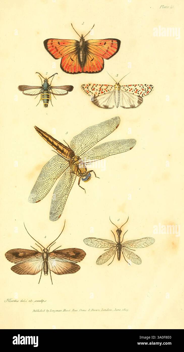 Un'introduzione all'entomologia, o elementi della storia naturale degli insetti, con piatti, Londra, stampati per Longman, Hurst, Rees, orme e Brown, 1816-1826, entomologia, insetti, Una serie di insetti splendidamente illustrati, che mostrano una varietà di specie. Nella parte superiore, una farfalla arancione e nera, riconosciuta per i suoi motivi sorprendenti. Sotto si trova un insetto blu e giallo, forse un tipo di coleottero o vespa, caratterizzato da delicate strutture alari. Il terzo campione mostra una falena bianca con motivi distinti, facilmente identificabile dal suo design unico. Più in basso, una grande libellula domina il Foto Stock