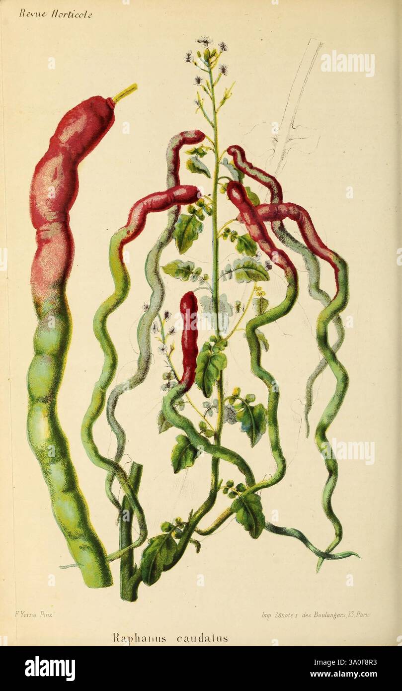 Revue horticole Paris Librairie agricole de la maison rustique 1829-1974 France Gardening Horticulture Periodicals Taxonomy Binomial Raphanus caudatus, questa illustrazione raffigura la pianta *Raphanus caudatus*, comunemente nota come ravanello di coda di ratto. L'immagine mostra una gamma di strutture di radici allungate e ritorte che assomigliano a vivaci tendini rossi e verdi. Il gambo centrale sostiene delicati fiori bianchi e foglie che germogliano da vari punti lungo il gambo, sottolineando le caratteristiche botaniche della pianta. La rappresentazione artistica mette in evidenza la morfologia unica di questo vegetale Foto Stock