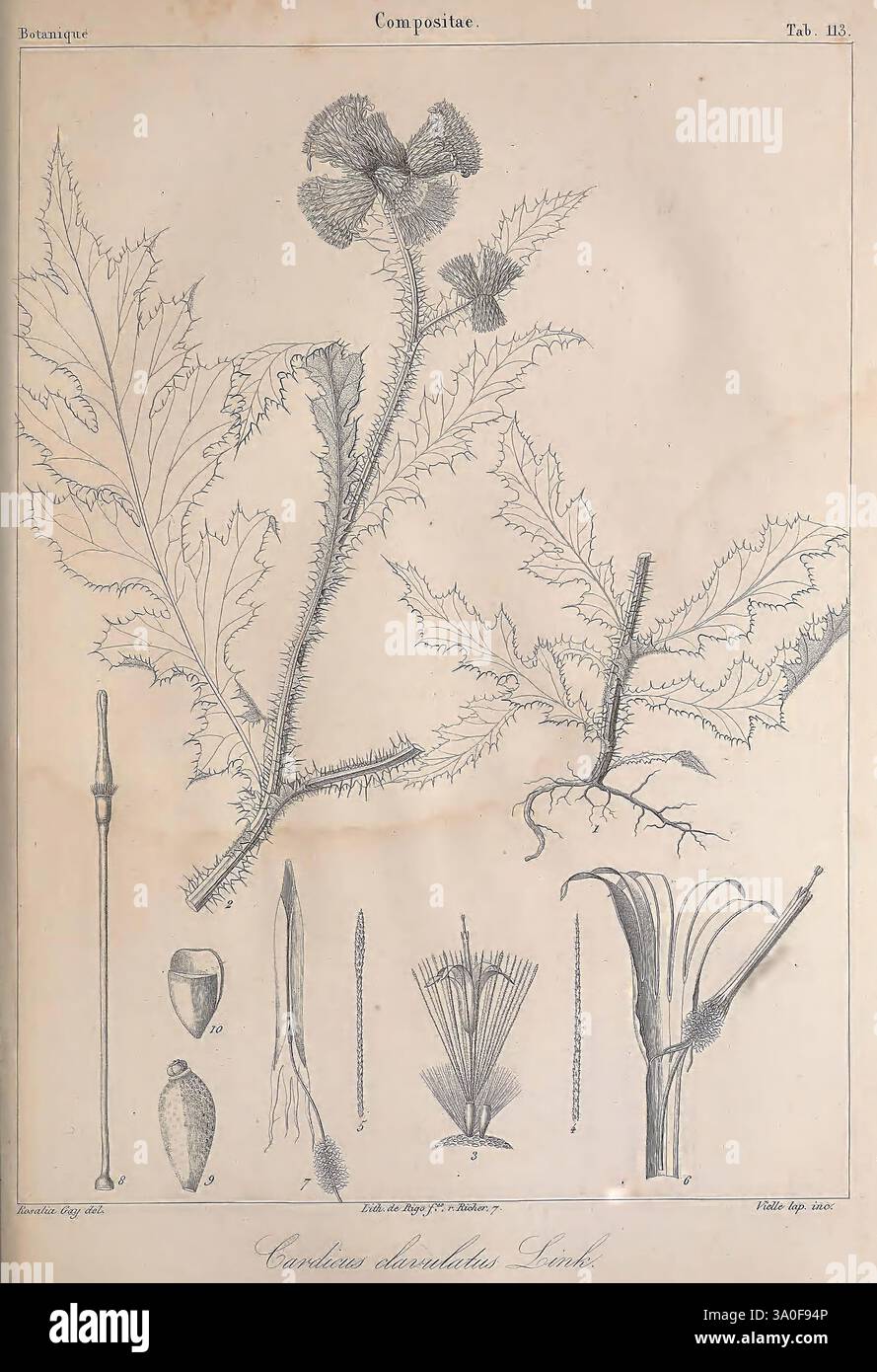 Histoire naturelle des Iles Canaries, Parigi, Béthune, éditeur, 1836-1850, botanica, Isole Canarie, storia naturale, opere pittoriche, piante, steli, foglie, Un'illustrazione botanica che mostra la pianta *Carduus acanthoides* (spesso indicato come il cardo benedetto). L'immagine presenta un rendering dettagliato della struttura della pianta, comprese le foglie spinose e la testa fiorita. Sono raffigurate varie parti della pianta, come lo stelo, i bratti e i semi, che sono etichettati con una precisa terminologia scientifica. La disposizione evidenzia le caratteristiche anatomiche e i modelli di crescita, fungendo da Foto Stock