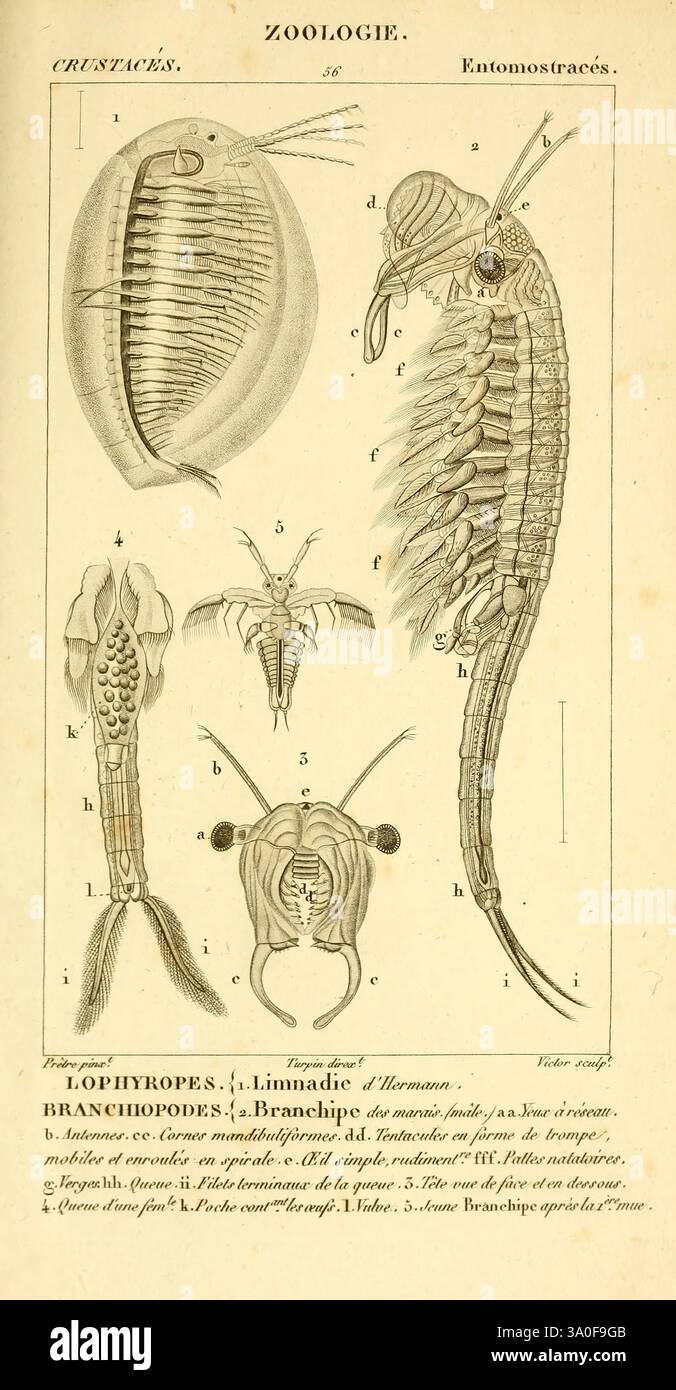 Considérations générales sur la classe des crustacés, Parigi, F.G ...