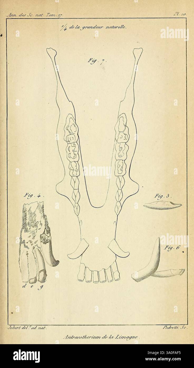 Annales des Sciences naturelles, Parigi, Crochard, scienza, anatomia, periodici, fossili, mammiferi, l'illustrazione mostra uno studio anatomico dettagliato di una mascella, mostrando la struttura intricata e le varie caratteristiche. Include sezioni etichettate che evidenziano i componenti distinti della mascella, possibilmente da un grande mammifero. Vengono presentati ulteriori schizzi di denti, sottolineandone la forma e la disposizione. Le linee meticolose e le annotazioni suggeriscono un focus sugli aspetti evolutivi dell'anatomia scheletrica, probabilmente destinati a scopi educativi o di ricerca. Foto Stock