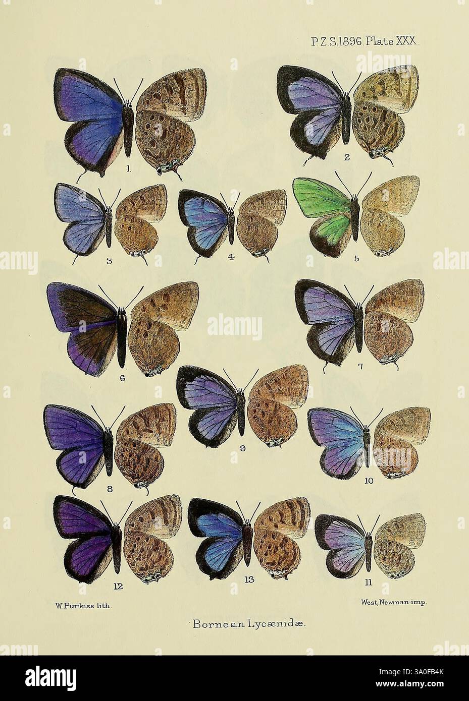 Proceedings of the Zoological Society of London, London, Academic Press Periodicals, Zoology, Insects, un'illustrazione scientifica dettagliata che mostra varie specie di farfalle dei Lycaenidae borneani. La disposizione evidenzia una griglia con campioni numerati, ognuno dei quali mostra colori e motivi unici sulle ali. Le farfalle mostrano una gamma di sfumature, tra cui blu vibrante, marroni tenui e verdi sottili, con marcature distintive che caratterizzano diverse specie. Questo piatto educativo serve come riferimento per entomologi e appassionati di farfalle, illustrando la diversità Foto Stock
