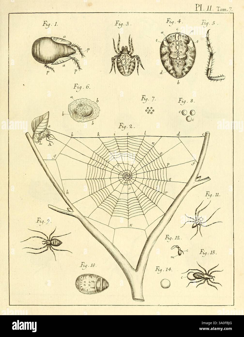 Memoires pour servir a l'histoire des insectes, Stoccolma, L.L. Grefing, 1752-1778, arthropoda, crustacea, insetti, l'illustrazione presenta una serie di disegni dettagliati relativi all'aracnologia ed entomologia. Nella sezione superiore sono mostrati vari insetti e aracnidi, tra cui un primo piano di un acaro, un ragno e un insetto in scala, ciascuno etichettato con numeri di figura distinti per riferimento. Il punto focale centrale è un intricato diagramma a ragnatela, etichettato come Figura 2, che raffigura la struttura e il design della rete, illustrandone i motivi radiali e a spirale in seta. Intorno a questa rete centrale, s Foto Stock