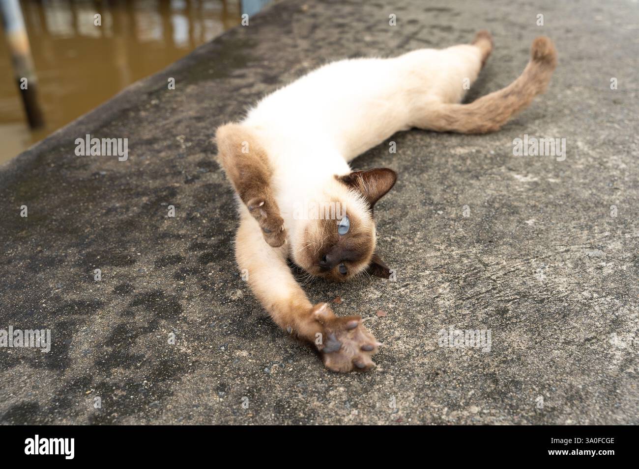 un gatto di strada in vacanza Foto Stock
