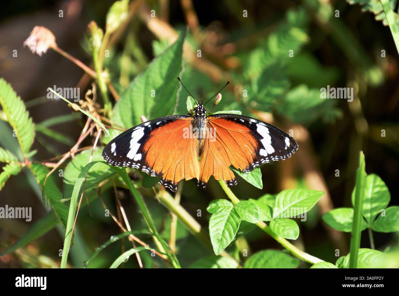 Una farfalla arancione appesa su una foglia verde Foto Stock